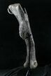 Excellent Allosaurus Femur From Colorado - With Stand #26475-4